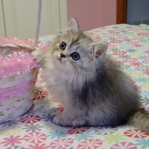 Meet your Posher, Kelly