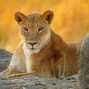 Meet your Posher, Tracey