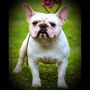 Meet your Posher, Audrey