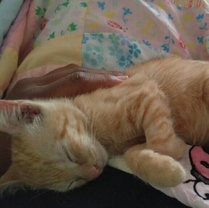 Meet your Posher, Cameron