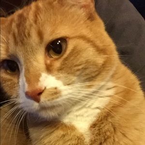 Meet your Posher, Bella