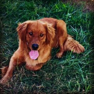 Meet your Posher, Chandler