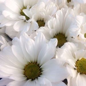 Meet your Posher, Mahlia