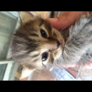 Meet your Posher, Kim