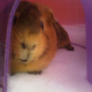 Meet your Posher, Tori