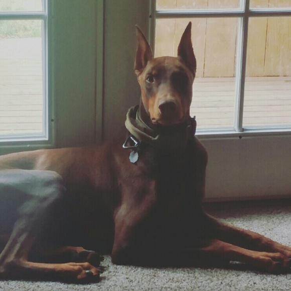 Meet your Posher, Crystal - Picture 3 of 3