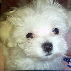 Meet your Posher, Suzanne