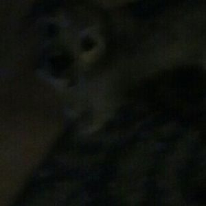 Meet your Posher, Rose