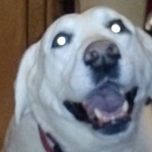 Meet your Posher, Sharon