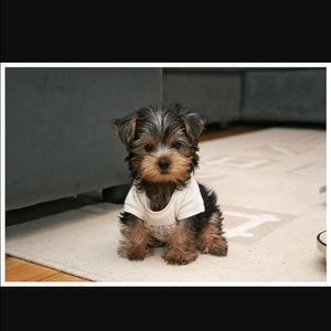 Meet your Posher, Claudia