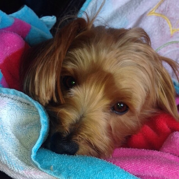 Meet your Posher, Alli - Picture 1 of 1