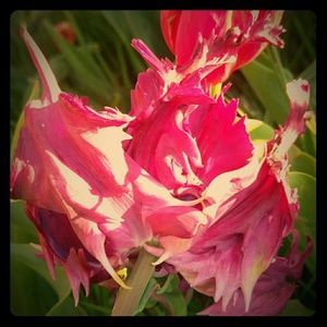 Meet your Posher, Laura Helene