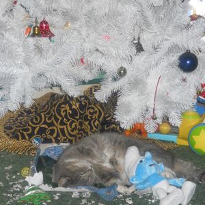 Meet your Posher, Sandy