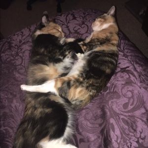 Meet your Posher, Kerri