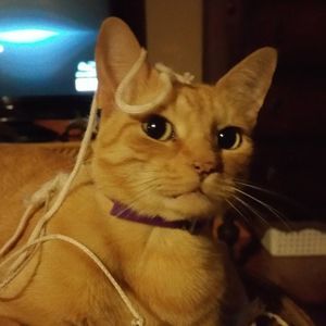 Meet your Posher, Jeannie