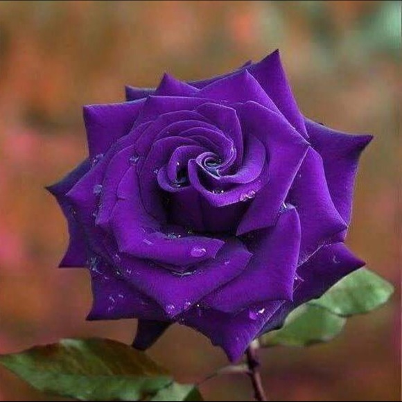 Meet your Posher, Dora - Picture 1 of 1