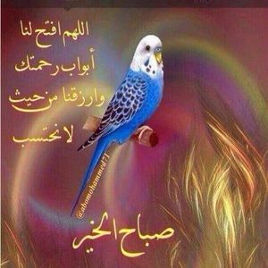 Meet your Posher, Farah