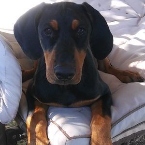 Meet your Posher, Faby