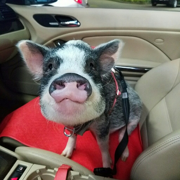 Meet your Posher, Beth - Picture 2 of 4