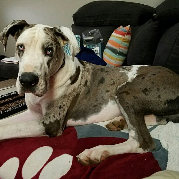 Meet your Posher, Beth - Picture 3 of 4