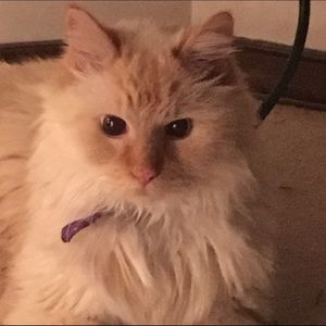 Meet your Posher, Cherie