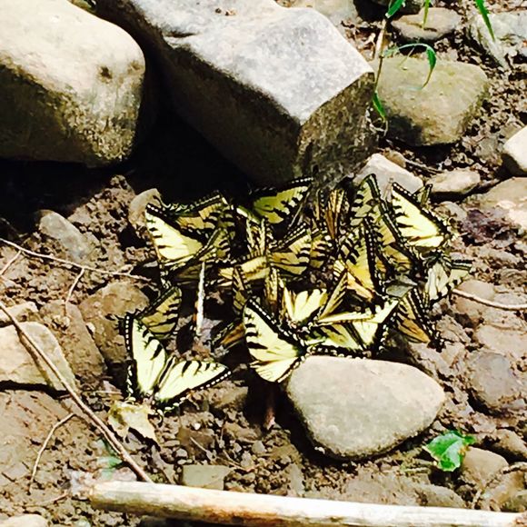 Meet your Posher, Brynn - Picture 1 of 1