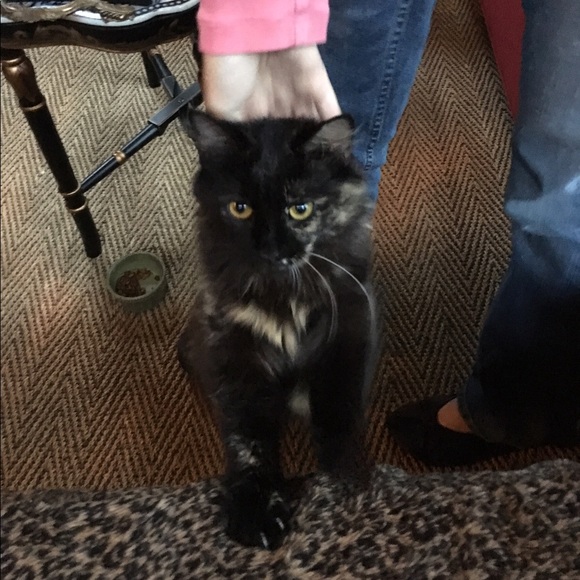 Meet your Posher, Ally - Picture 9 of 12