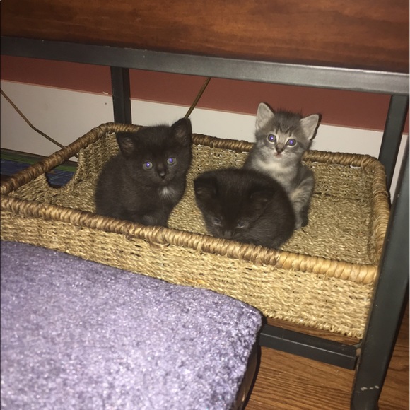 Meet your Posher, Ally - Picture 11 of 12