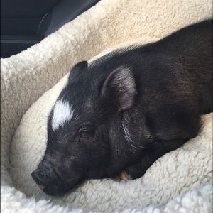 Meet your Posher, Layne