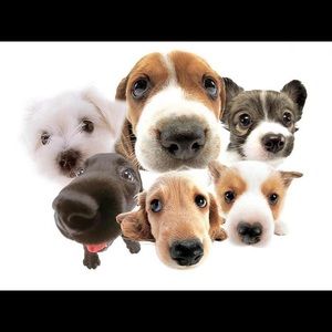 Meet your Posher, Jeannine