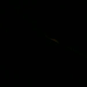 Meet your Posher, Lucy