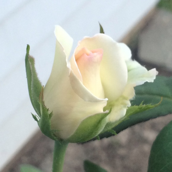 Rose opening