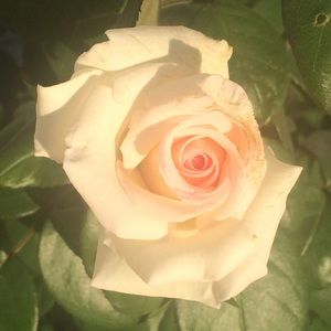 Ivory & Pink Rose by Marianne