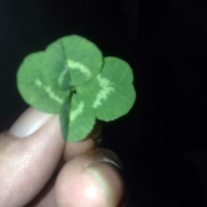 Meet your Posher, Michele