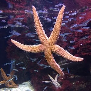 Meet Becky! - pic from aquarium in San Sebastián.