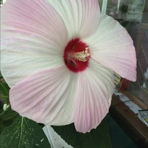 Meet your Posher, Barbara