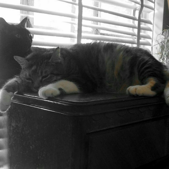 Meet your Posher, Debby - Picture 6 of 8