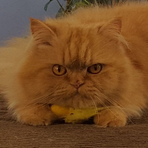 Meet your Posher, Leslie