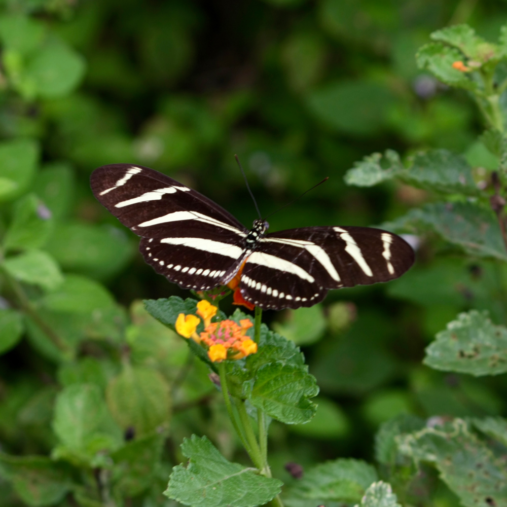 Meet your Posher, Alejandra