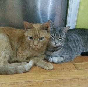 Meet your Posher, Jean