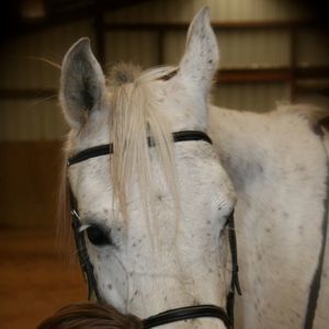 Meet your Posher, Lynne