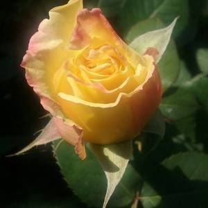 Meet your Posher, Laura