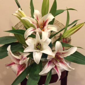 Meet your Posher, Hong ngoc