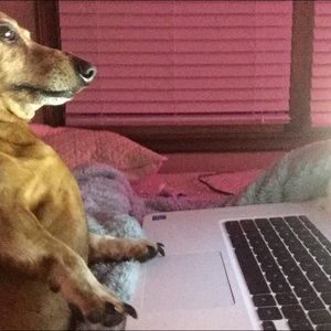 Meet your Posher, Jake