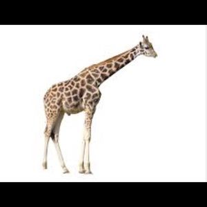 Meet your Posher, Stephinie