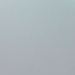 Meet your Posher, Audrey