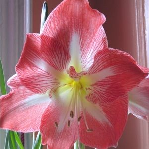 Meet your Posher, Mariam