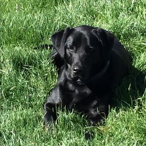 Meet your Posher, Peggy