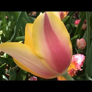 Meet your Posher, Laura