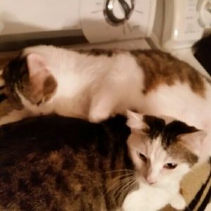 Meet your Posher, Phyllis